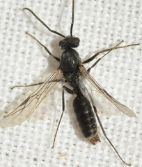 Iberoformica subrufa