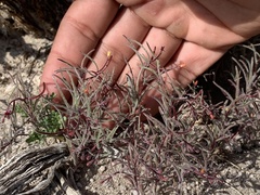 Camissonia pusilla