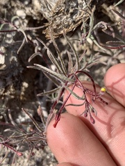 Camissonia pusilla