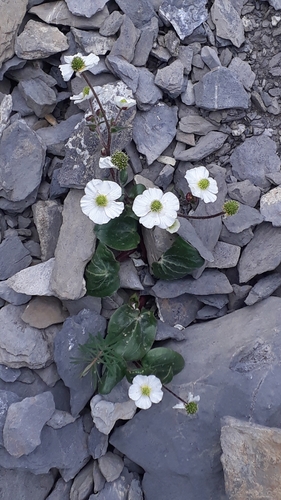 Image of Ranunculus parnassifolius by (c) Alessia Guggisberg, some rights reserved (CC BY)
