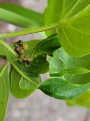 Contarinia negundinis