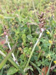 Gamochaeta impatiens