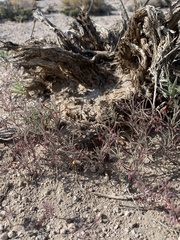 Camissonia pusilla