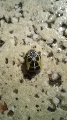 Insecta