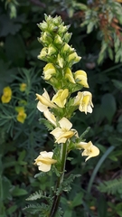 Pedicularis ascendens