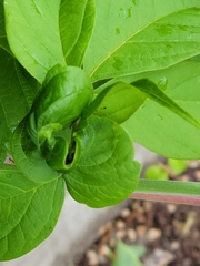 Contarinia negundinis