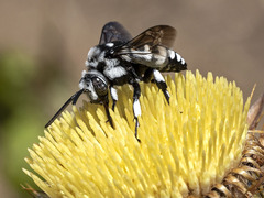 Thyreus histrionicus