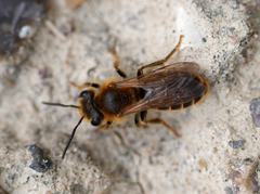 Andrena labialis