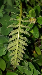 Pedicularis ascendens