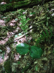 Platanthera orbiculata