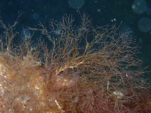 Gayliella flaccida observed 2022-06-21