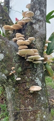 Agaricales