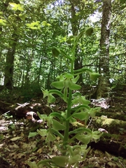 Platanthera orbiculata