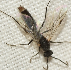 Iberoformica subrufa