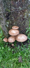 Agaricales