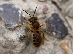 Andrena labialis