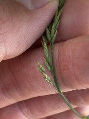 Puccinellia maritima