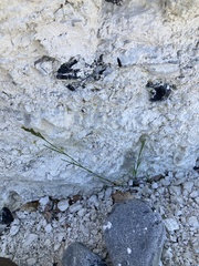 Puccinellia maritima