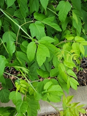 Contarinia negundinis