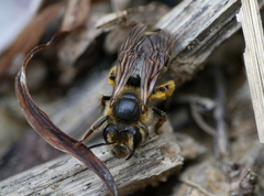 Andrena labialis