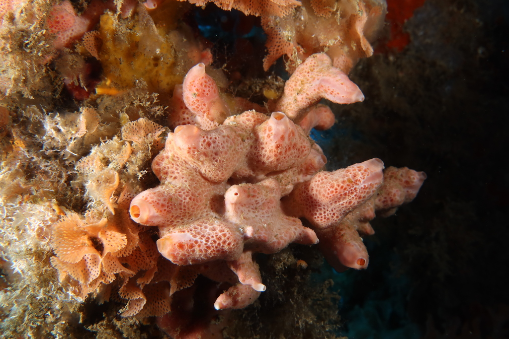 Crella elegans