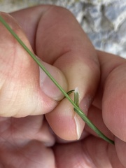 Puccinellia maritima