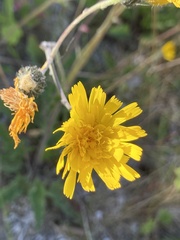 Hieracium lepidulum