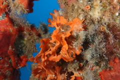 Pentapora