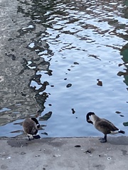Branta canadensis