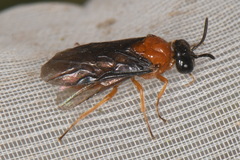 Sterictiphora angelicae