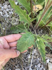 Hieracium lepidulum