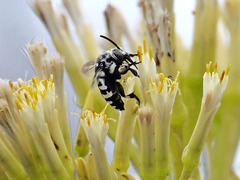 Thyreus histrionicus