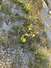 Hieracium lepidulum