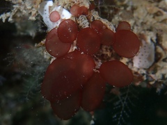 Botryocladia