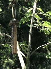 Dryobates villosus harrisi