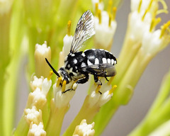 Thyreus histrionicus