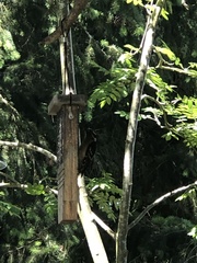 Dryobates villosus harrisi