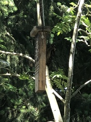 Dryobates villosus harrisi