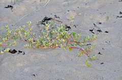 Atriplex laciniata