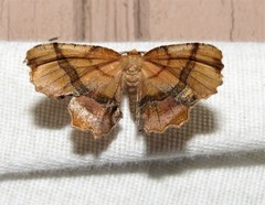 Cepphis armataria