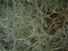 Amathia verticillata