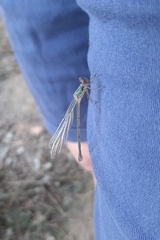 Chalcolestes viridis