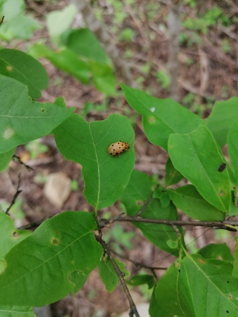 Blepharida pallida