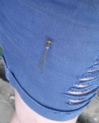 Chalcolestes viridis