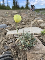 Papaver lapponicum
