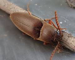 Diplostethus carolinensis