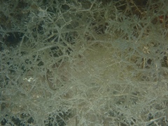 Amathia verticillata