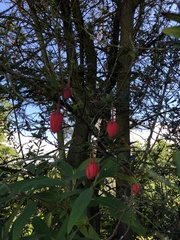 Crinodendron hookerianum