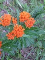 Asclepias tuberosa interior