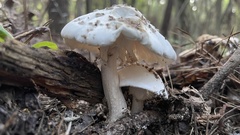 Amanita media
